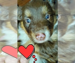 Miniature Australian Shepherd Puppy for sale in ARLINGTON, TX, USA