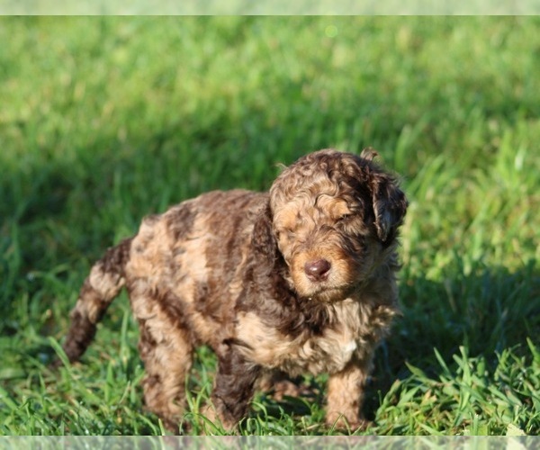 Medium Photo #47 Goldendoodle Puppy For Sale in HOWARD CITY, MI, USA
