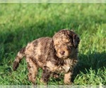 Small Photo #47 Goldendoodle Puppy For Sale in HOWARD CITY, MI, USA