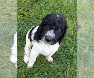 Poodle (Standard) Puppy for sale in MCCORDSVILLE, IN, USA