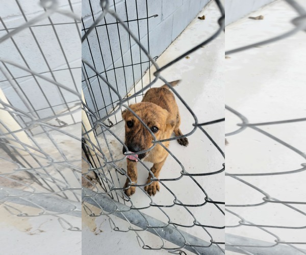 Medium Photo #2 Mutt Puppy For Sale in Brooksville, FL, USA