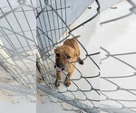 Small #1 Mutt
