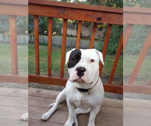 Medium Photo #1 American Bully Puppy For Sale in FRIDLEY, MN, USA