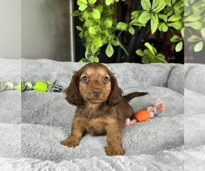 Dachshund Puppy for sale in FRANKLIN, IN, USA