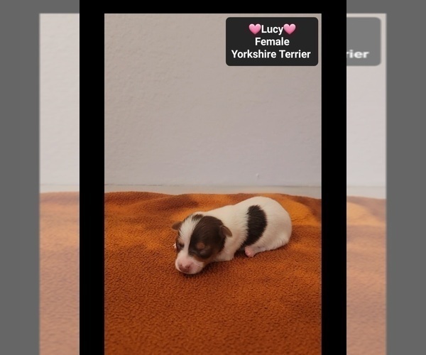 Medium Photo #4 Yorkshire Terrier Puppy For Sale in TUCSON, AZ, USA