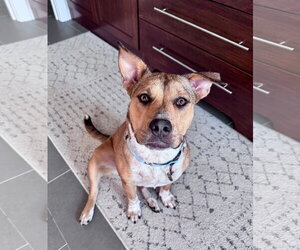 Catahoula Leopard Dog-Unknown Mix Dogs for adoption in Germantown, OH, USA