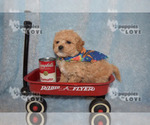 Small #12 Maltipoo-Poodle (Toy) Mix
