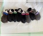 Small Photo #4 Boston Terrier Puppy For Sale in COTTONWOOD, CA, USA