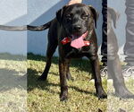 Small #4 Labrador Retriever Mix