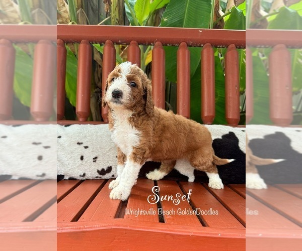 Medium Photo #2 Goldendoodle (Miniature) Puppy For Sale in WILMINGTON, NC, USA