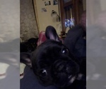 Small Photo #9 French Bulldog-Frenchie Pug Mix Puppy For Sale in DAYTON, OH, USA