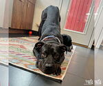 Small #26 American Pit Bull Terrier-Labrador Retriever Mix