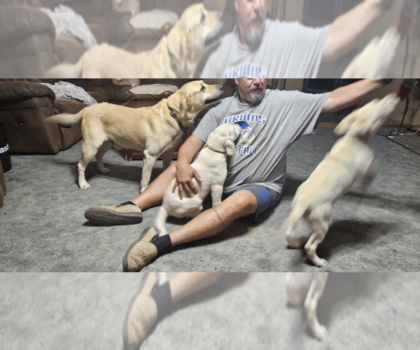 Medium Photo #10 Labrador Retriever Puppy For Sale in CEDAREDGE, CO, USA