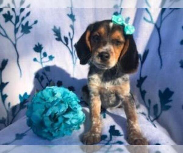 Medium Photo #3 Beagle Puppy For Sale in LAKELAND, FL, USA