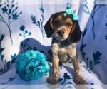 Small Photo #3 Beagle Puppy For Sale in LAKELAND, FL, USA