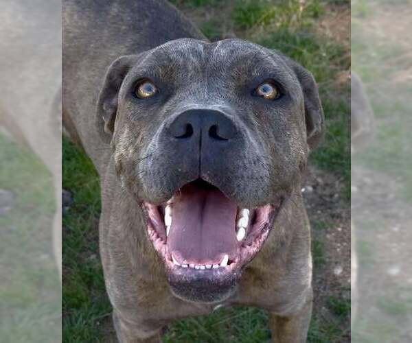 Medium Photo #2 Mutt Puppy For Sale in La Verne, CA, USA