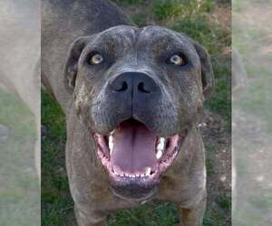 Freesia - Female Mutt Dog for Adoption - Photo #2