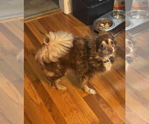 Chion Dogs for adoption in Middlesex, NC, USA