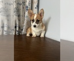 Small #9 Pembroke Welsh Corgi
