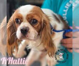 Cavalier King Charles Spaniel Dogs for adoption in Omaha, NE, USA