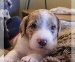 Small Photo #8 Labradoodle Puppy For Sale in ALBUQUERQUE, NM, USA