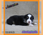 Small #3 Miniature Australian Shepherd