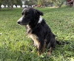 Small Photo #1 Border Airedale Puppy For Sale in POWELL, WY, USA
