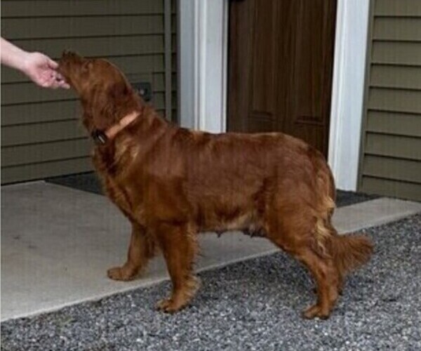 Medium Photo #1 Golden Retriever Puppy For Sale in WILLARD, WI, USA