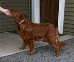 Small Photo #1 Golden Retriever Puppy For Sale in WILLARD, WI, USA