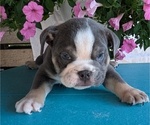 Small #3 English Bulldog