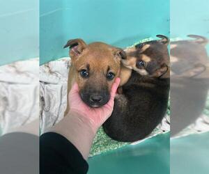 German Shepherd Dog-Unknown Mix Dogs for adoption in Stockton, CA, USA