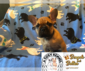 French Bulldog Puppy for Sale in LUSBY, Maryland USA