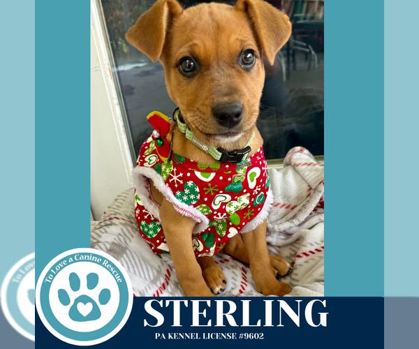 Medium Photo #4 Carolina Dog-Unknown Mix Puppy For Sale in Kimberton, PA, USA