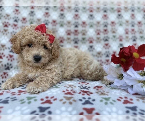 Medium Photo #1 Bichpoo Puppy For Sale in LAKELAND, FL, USA
