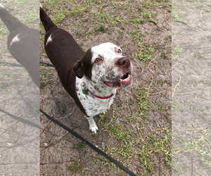 Hayden - Female American Pit Bull Terrier-Pointer Mix Dog for Adoption - Photo #29