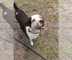 Small Photo #29 Mutt Puppy For Sale in Pompano Beach , FL, USA