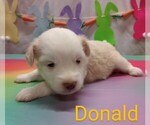 Image preview for Ad Listing. Nickname: Donald