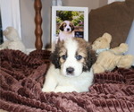 Puppy Puppy 9 freya Australian Shepherd