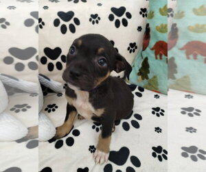 Mutt Dogs for adoption in York, SC, USA