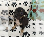 Small Mutt