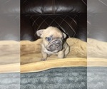 Small #9 French Bulldog