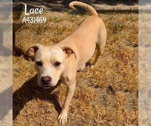 Labrador Retriever-Unknown Mix Dogs for adoption in Conroe, TX, USA