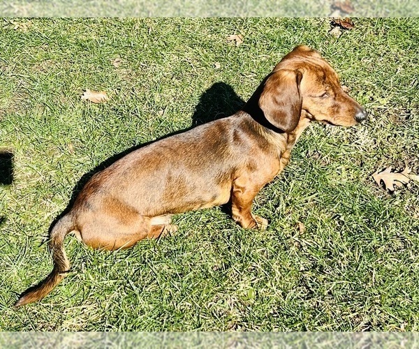 Medium Photo #1 Dachshund Puppy For Sale in THREE RIVERS, MI, USA