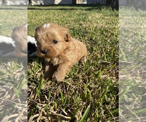 ShihPoo Puppy for sale in DUBLIN, TX, USA