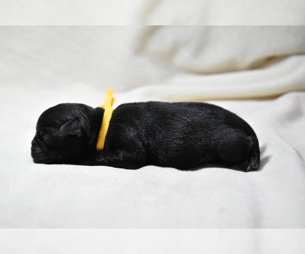 Medium Photo #2 Pug Puppy For Sale in PALM COAST, FL, USA