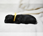 Small #1 Pug