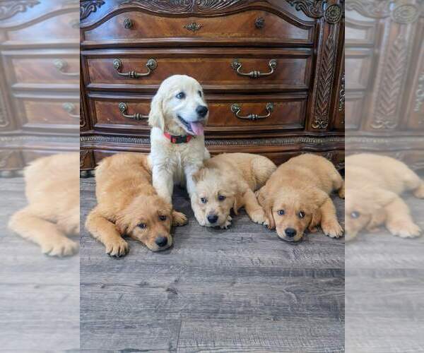 Medium Photo #12 Golden Retriever Puppy For Sale in CITRUS HEIGHTS, CA, USA