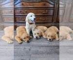 Small #11 Golden Retriever