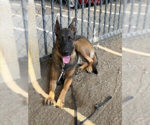 Medium Photo #2 German Shepherd Dog Puppy For Sale in Riverside, CA, USA