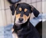 Small Miniature Pinscher Mix